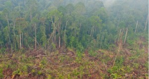 $100m extra: Peatland restoration in Indonesia